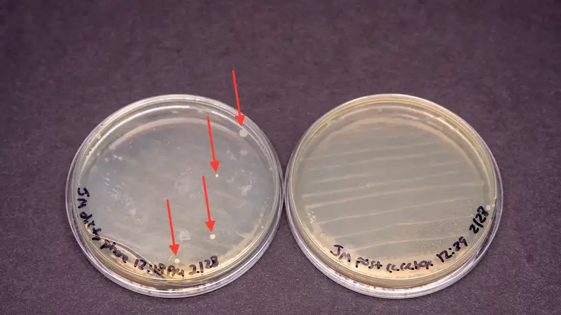 The bacteria on the first phone prior to cleaning with Carebox are in the agar plate on the left, and the bacteria on the phone after cleaning with Carebox are in the agar plate on the right.