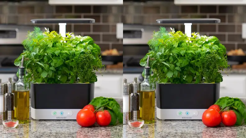 The AeroGarden Harvest hydroponic garden is displayed on a countertop, green herbs sprouting from the top, with olive oil, tomatoes, and spices nearby.