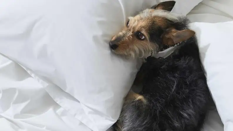 a dog curled up on percale sheets from Brooklinen