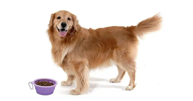 A silicone food bowl for a dog