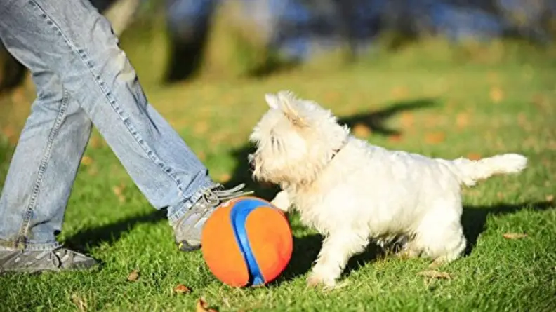 dog toy