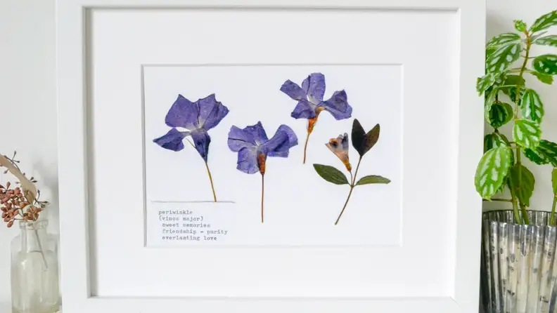 Framed art print of periwinkles.