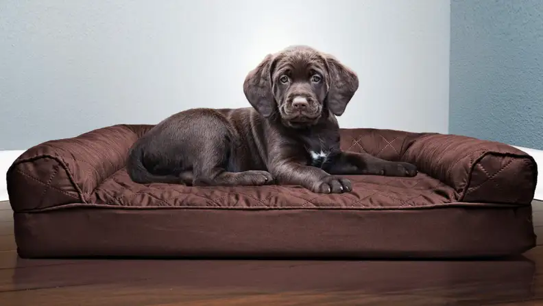 A dog sits on a doggy bed.