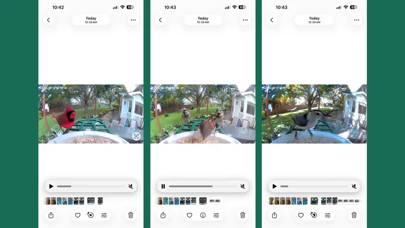 Three side-by-side screenshots of Harymor Q8 Smart Birdfeeder videos on an iPhone.