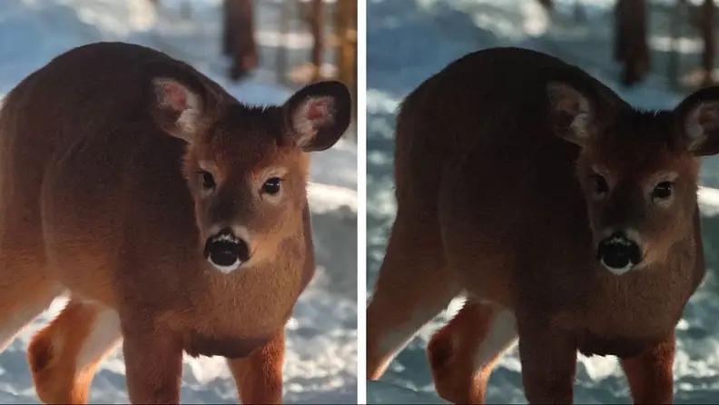 Two images of the same frame on a TV screen showing a deer without energy saver mode and with energy saver mode.