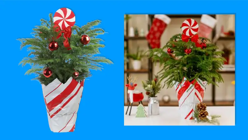 Costa Farms Live Christmas Tree on a blue background.