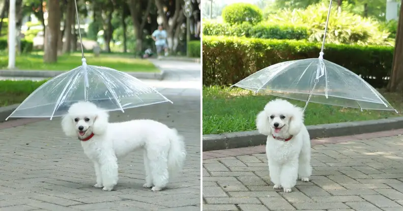 An umbrella for a dog