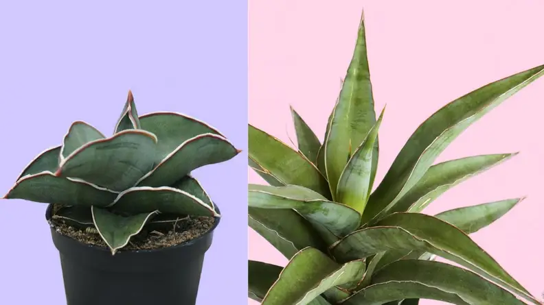Plant Collective