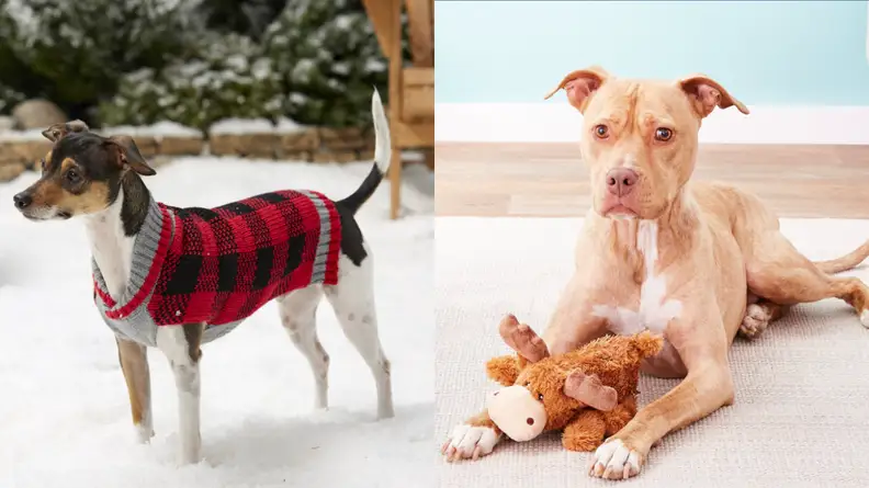 Two images of dogs wearing and playing with Chewy merchandise.