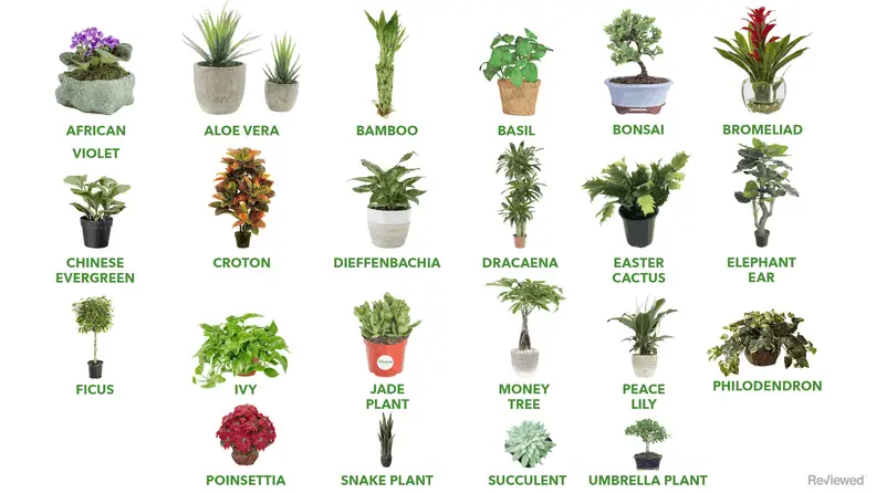 Houseplants