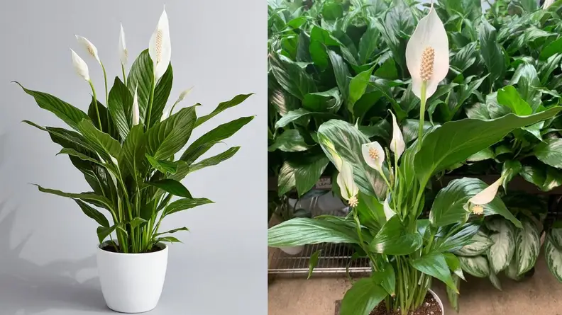 Pretty in Green Plants