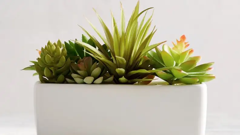 Faux succulents