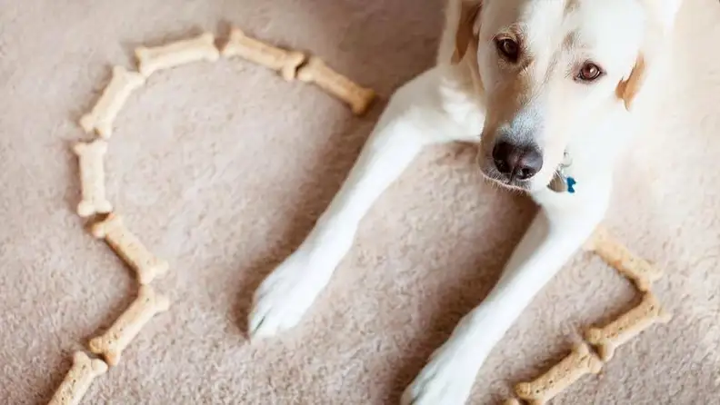 Dogs love Milk-Bones, and you'll love their reasonable price.