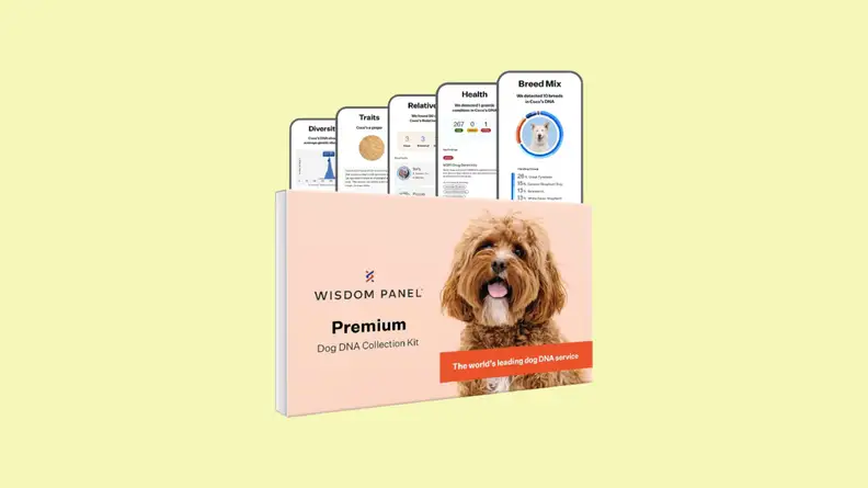 Dog DNA test kit against yellow background