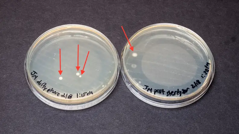 The bacteria on the first phone prior to cleaning with the Sterilizer are in the agar plate on the left, and the bacteria on the phone after cleaning with the Sterilizer are in the agar plate on the right.