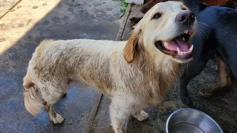 Meet Addy, my darling golden retriever who hates being clean.