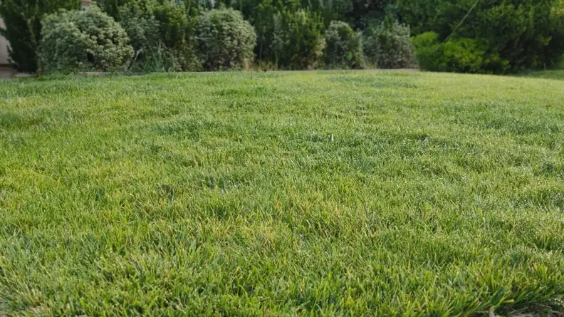 A green lawn