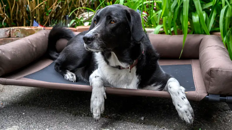 An image of a black and white dog atop a cot.