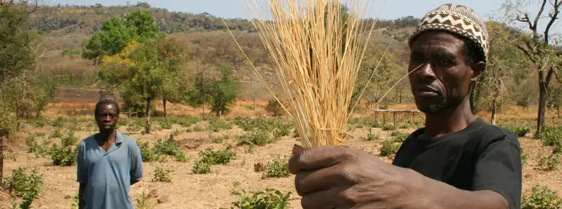 A West African farmer holding a bushel of fonio.
