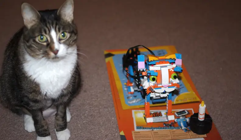 A LEGO BOOST cat and a real cat
