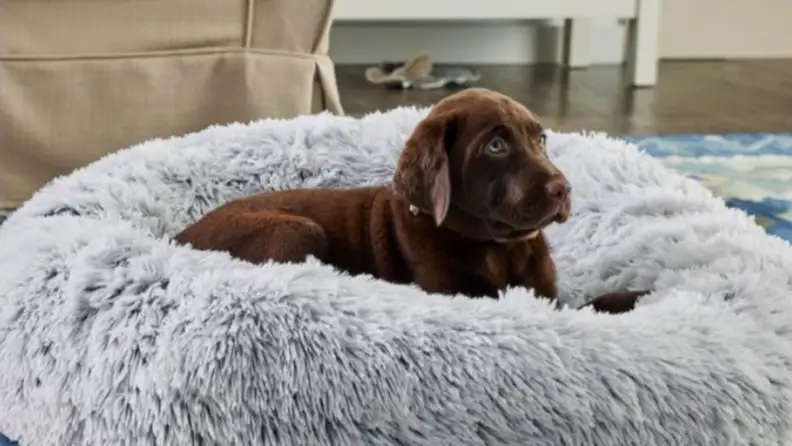 A chocolate lab sits in a shag-carpet pillow