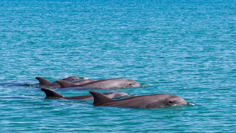 Dolphins swimming in blue water.