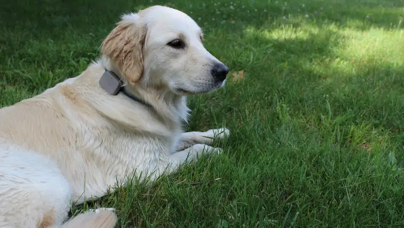 This smart collar tracks your dog's activity, as well as their location.
