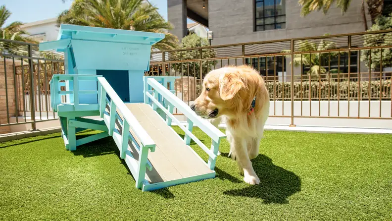 Golden retriever walking through a fenced outdoor dog area with a miniature lifeguard tower and artificial turf at a pet-friendly hotel.