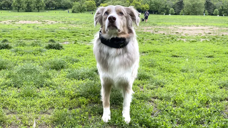 Light grey Australian Shepherd standing on green grass with the SpotOn GPS collar on his neck.