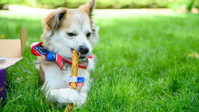 A cute dog eating a dog treat