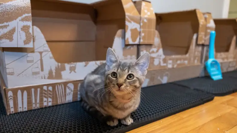 A cat crouches in front of cardboard litter boxes from the Kitty Poo Club