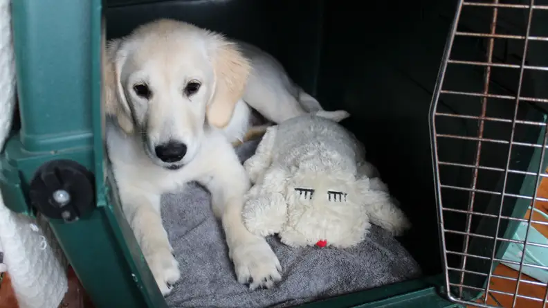 An image of a dog next to a plush dog.