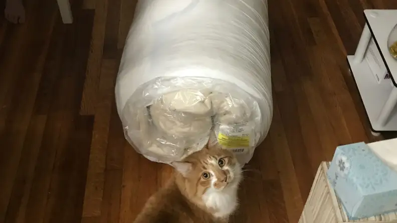 a cat next to a rolled mattress