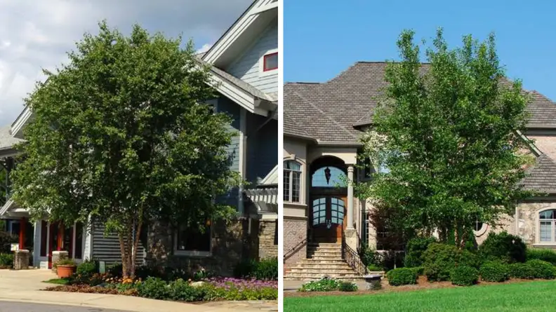 shade trees