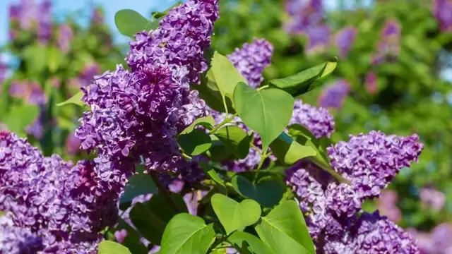 Common purple lilac blooms