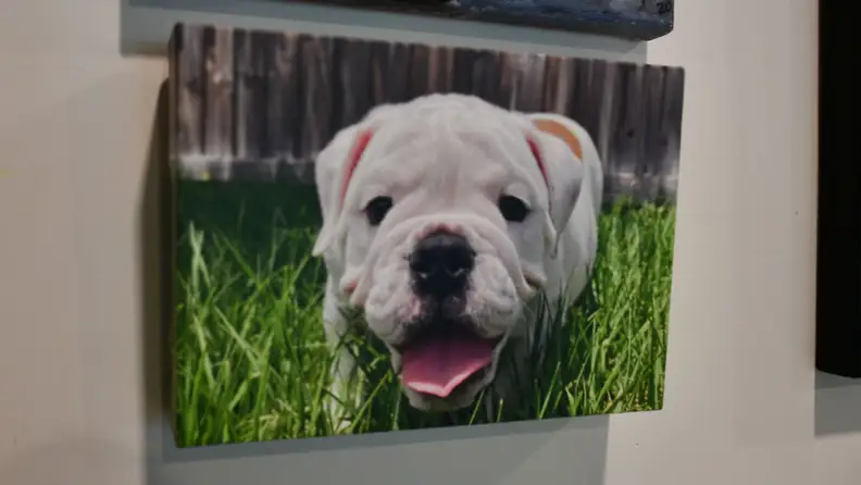 A Frameology canvas print showing a white puppy dog hangs on a white wall