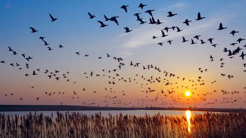 birds fly as the sun sets