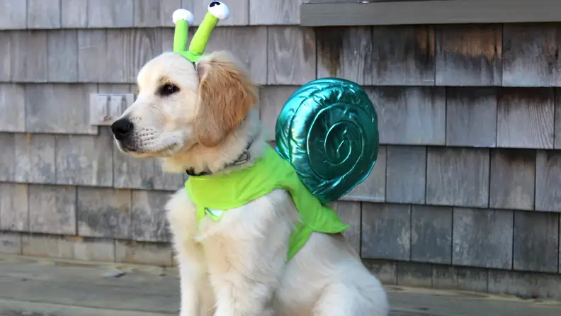 dog in snail costume