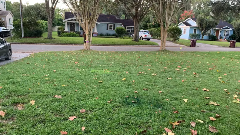 A front yard full of grass.