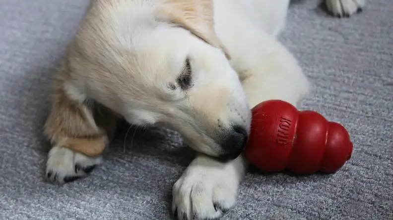 An image of a dog with its nose pressed to a Kong toy.