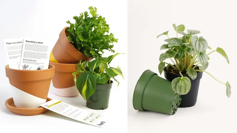 Horti plant subscription
