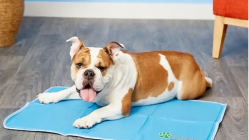 a dog lies on the Green Pet Shop cooling mat on a hardwood floor