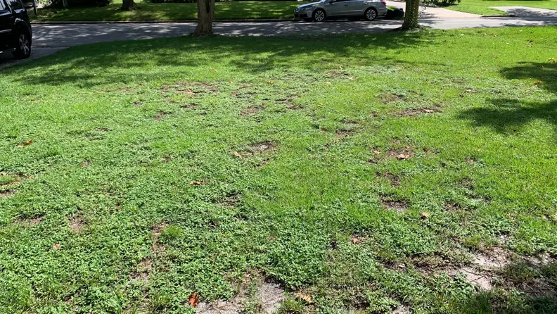 A front yard.