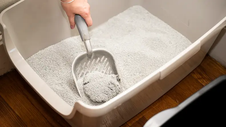 Clumped urine is scooped out of cat litter