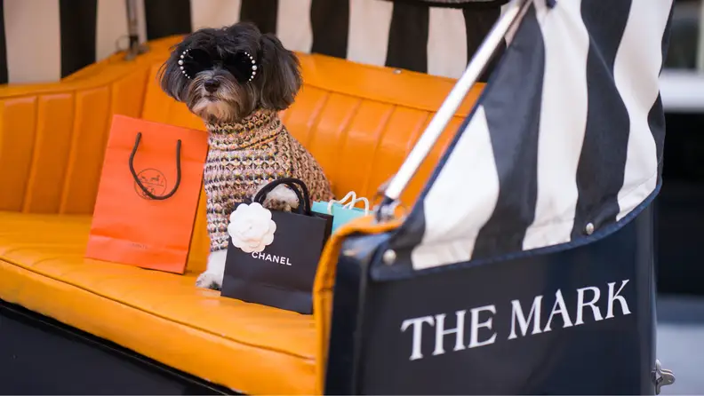 A small dog sits in a carriage with an Hermes bag
