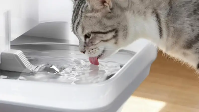 A cat slurps water from a bowl