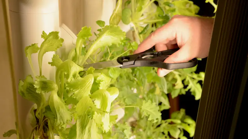 A person is using a pair of scissors to harvest lettuce.