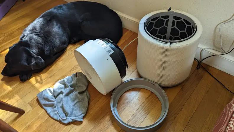 Black dog laying on wooden floor boards next to disassembled Blueair Blue Pure 311i Max with filter replacement.