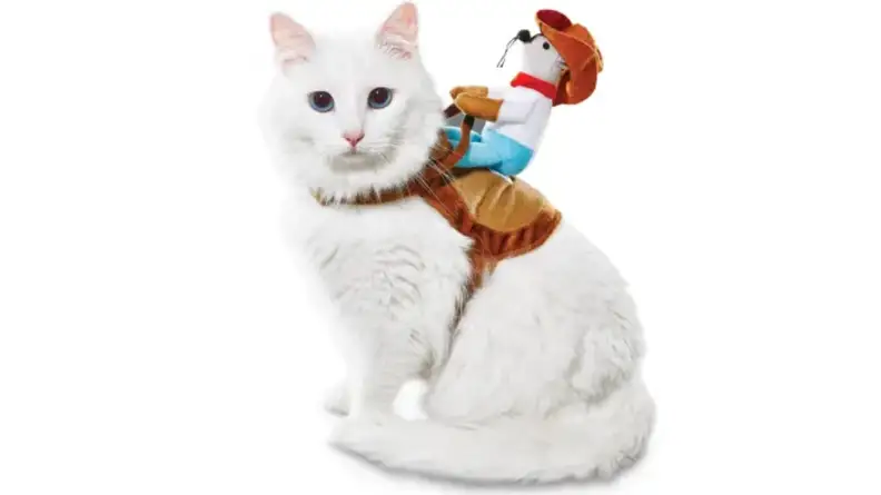 Cowboy riding a cat
