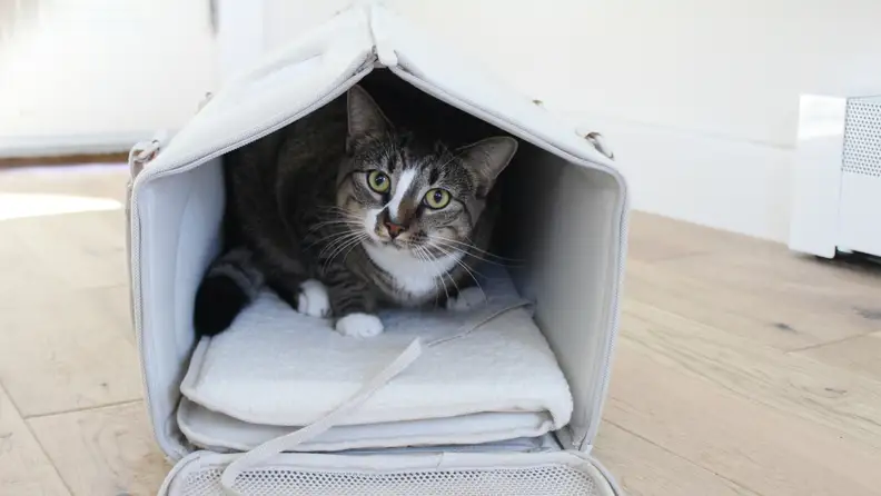 A cat inside the cat carrier.